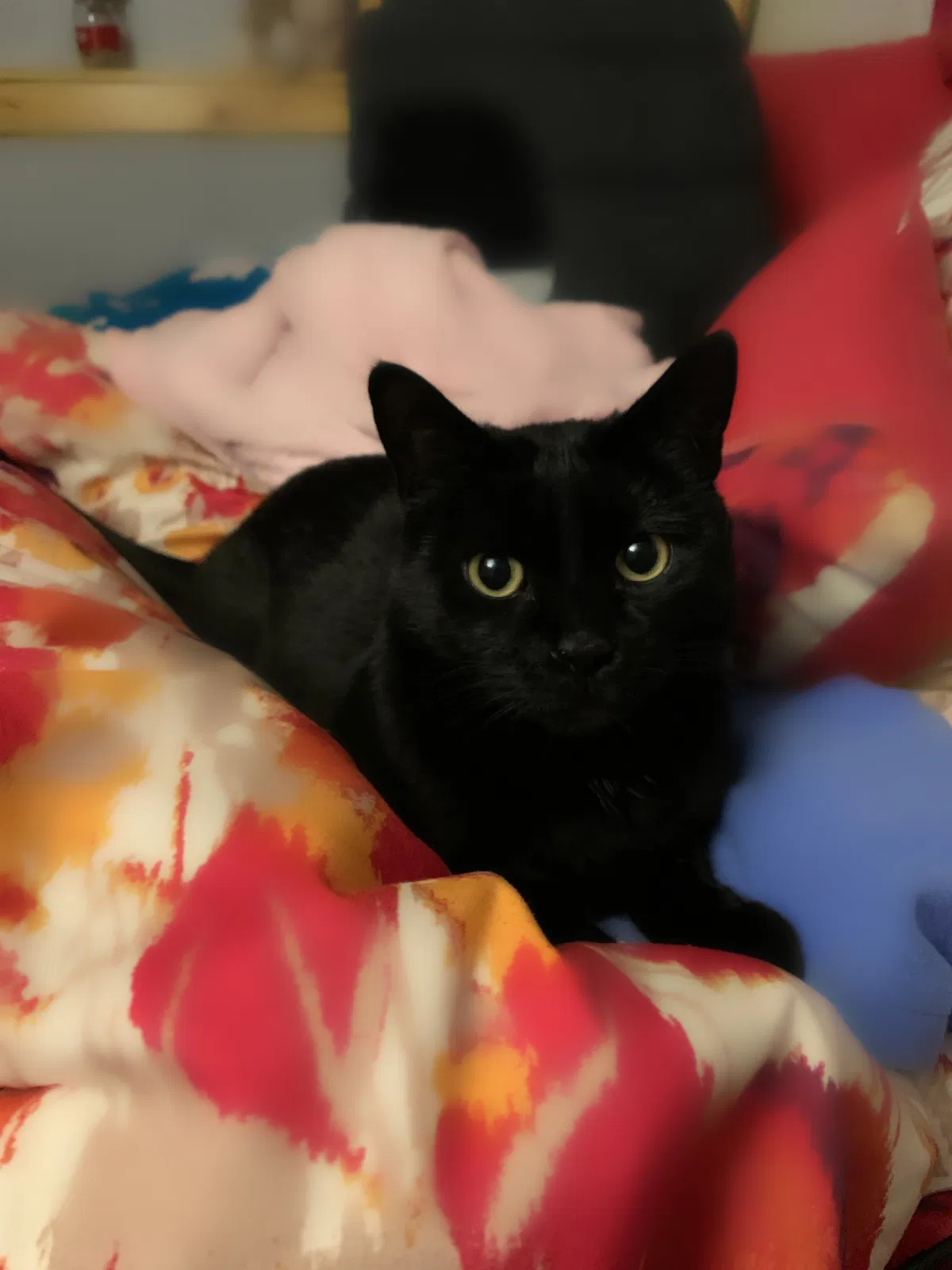 Lost cat in Chicago, IL, 60641