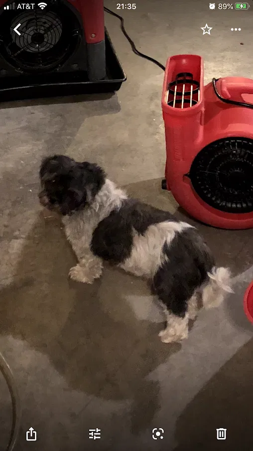 Lost dog in Fresno, CA, 93727