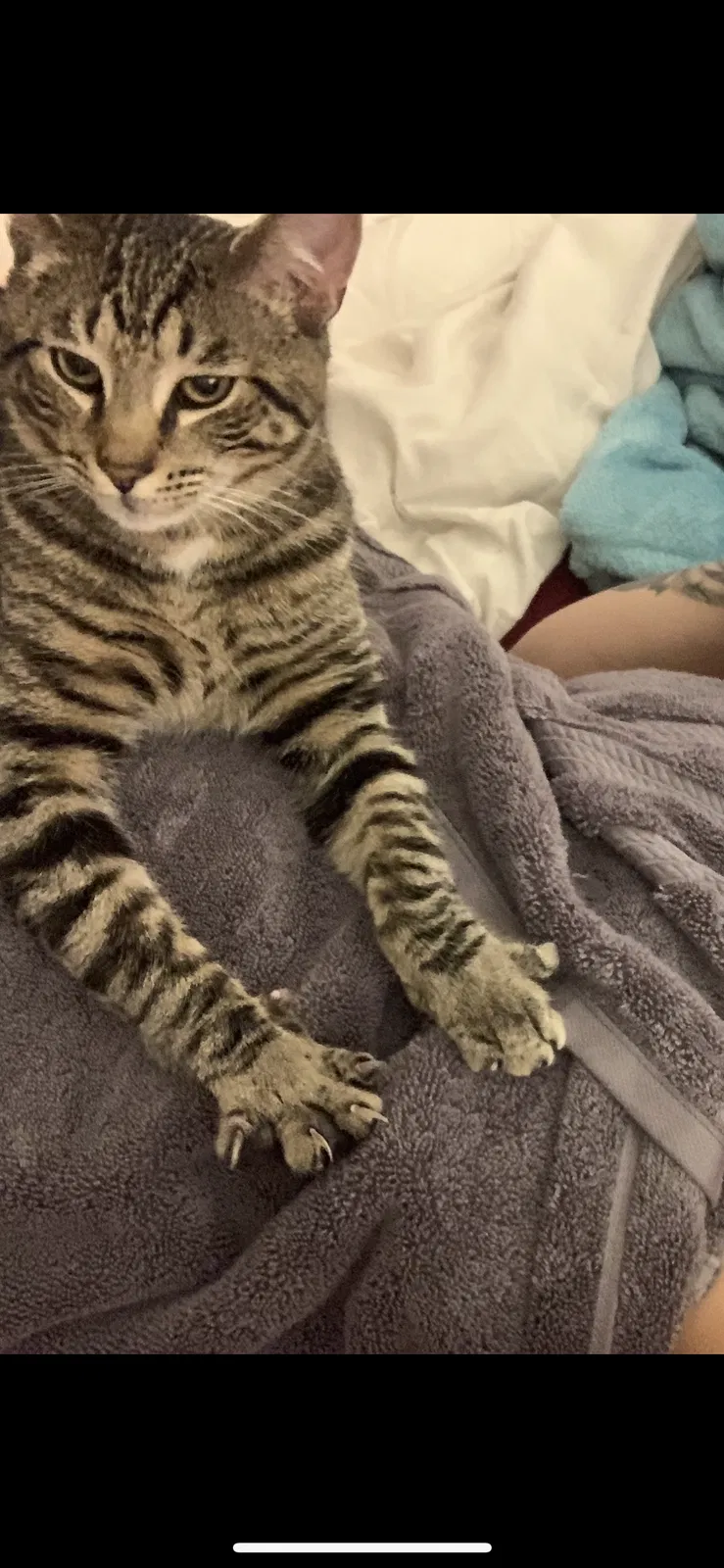 Lost cat in Lumberton, NJ, 8048