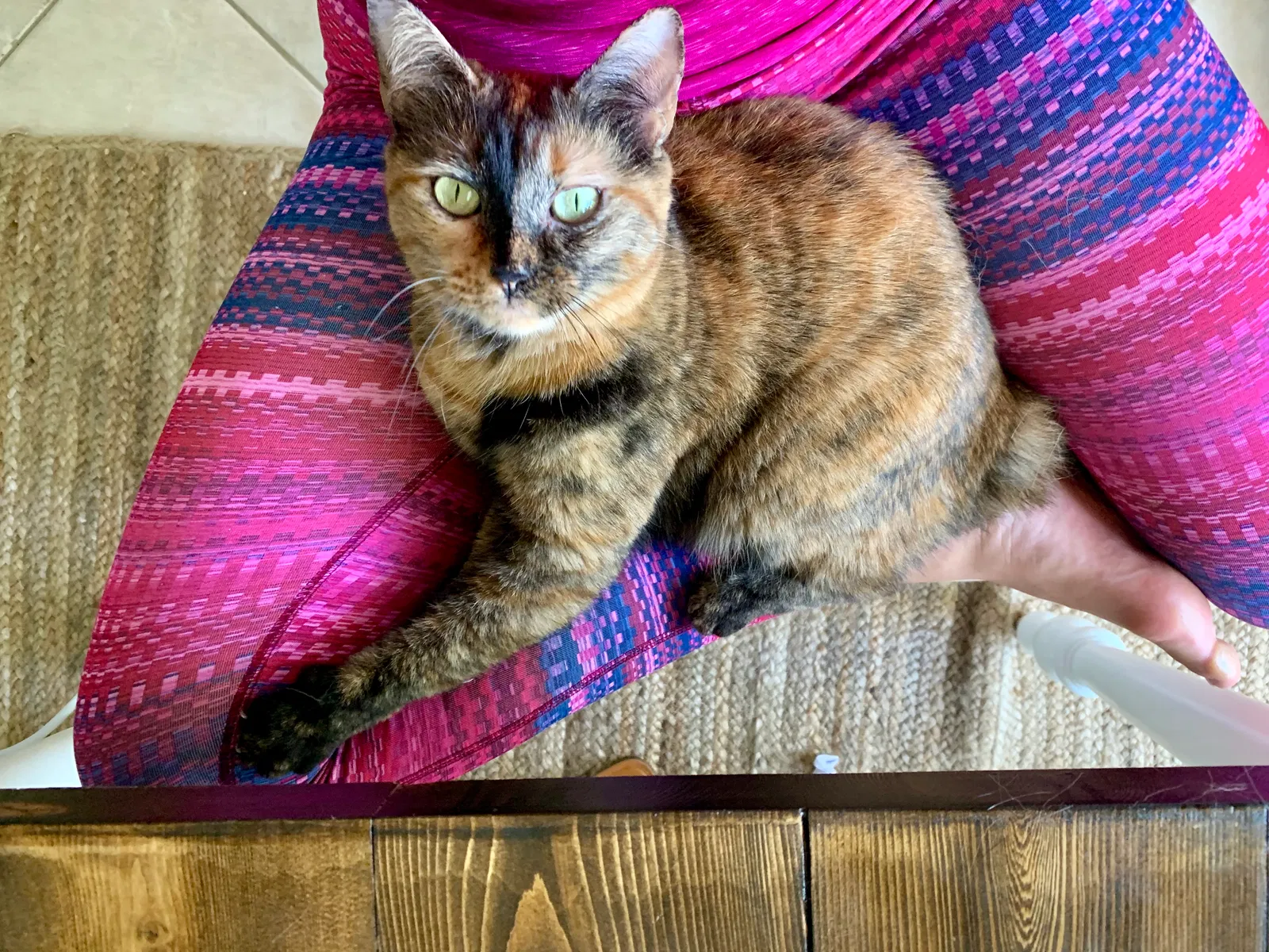Lost cat in Cape Coral, FL, 33991