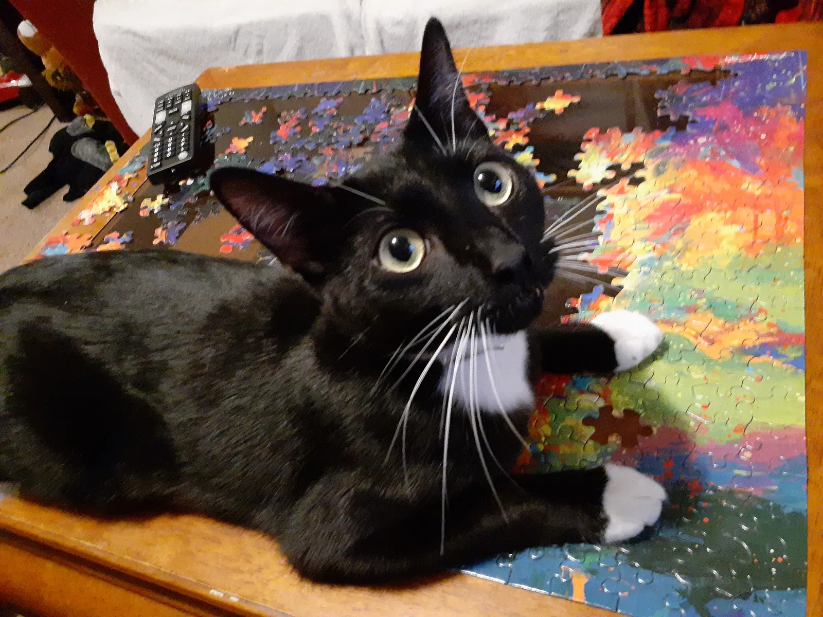 Lost cat in Winston Salem, NC, 27127