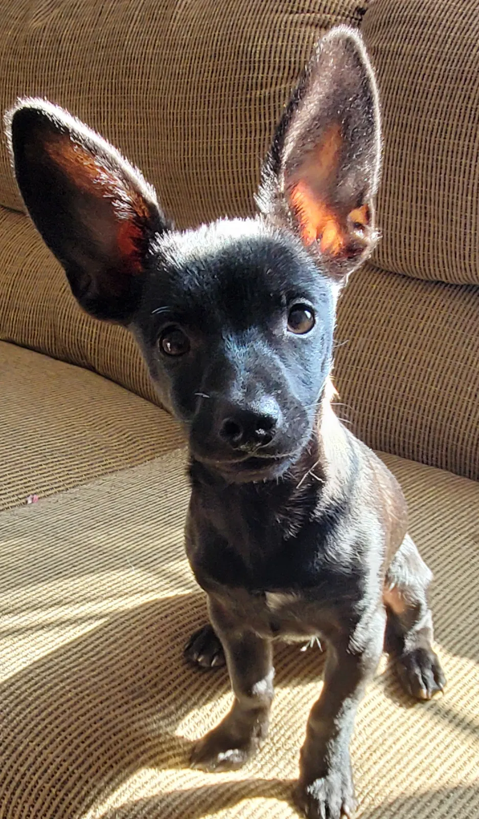 Lost dog in Northridge, CA, 91324