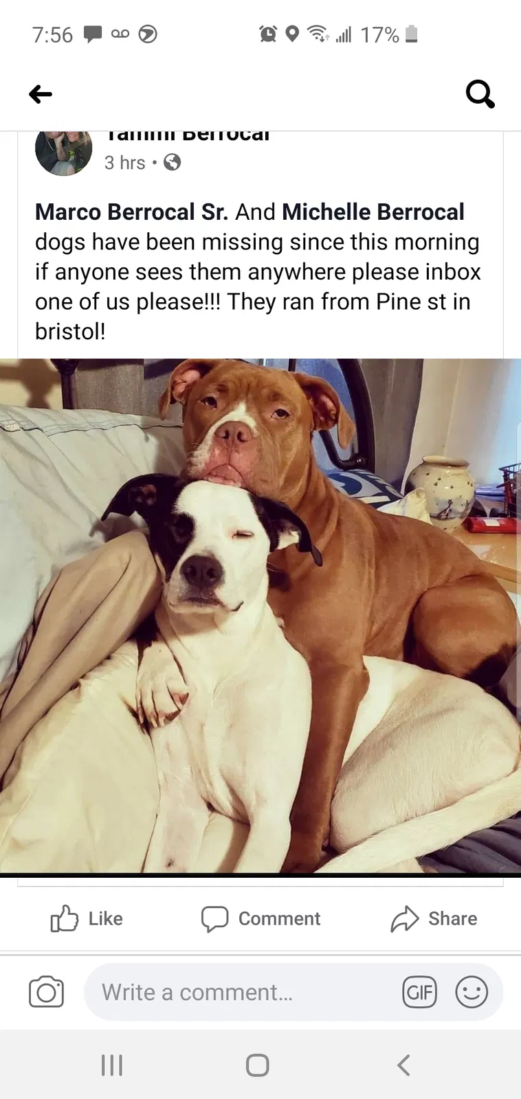 Lost dog in Bristol, PA, 19007