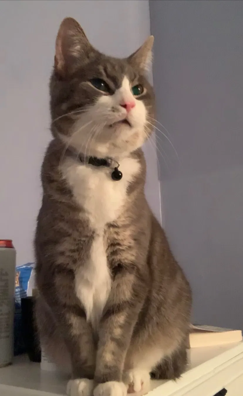 Lost cat in Boston, MA, 2127