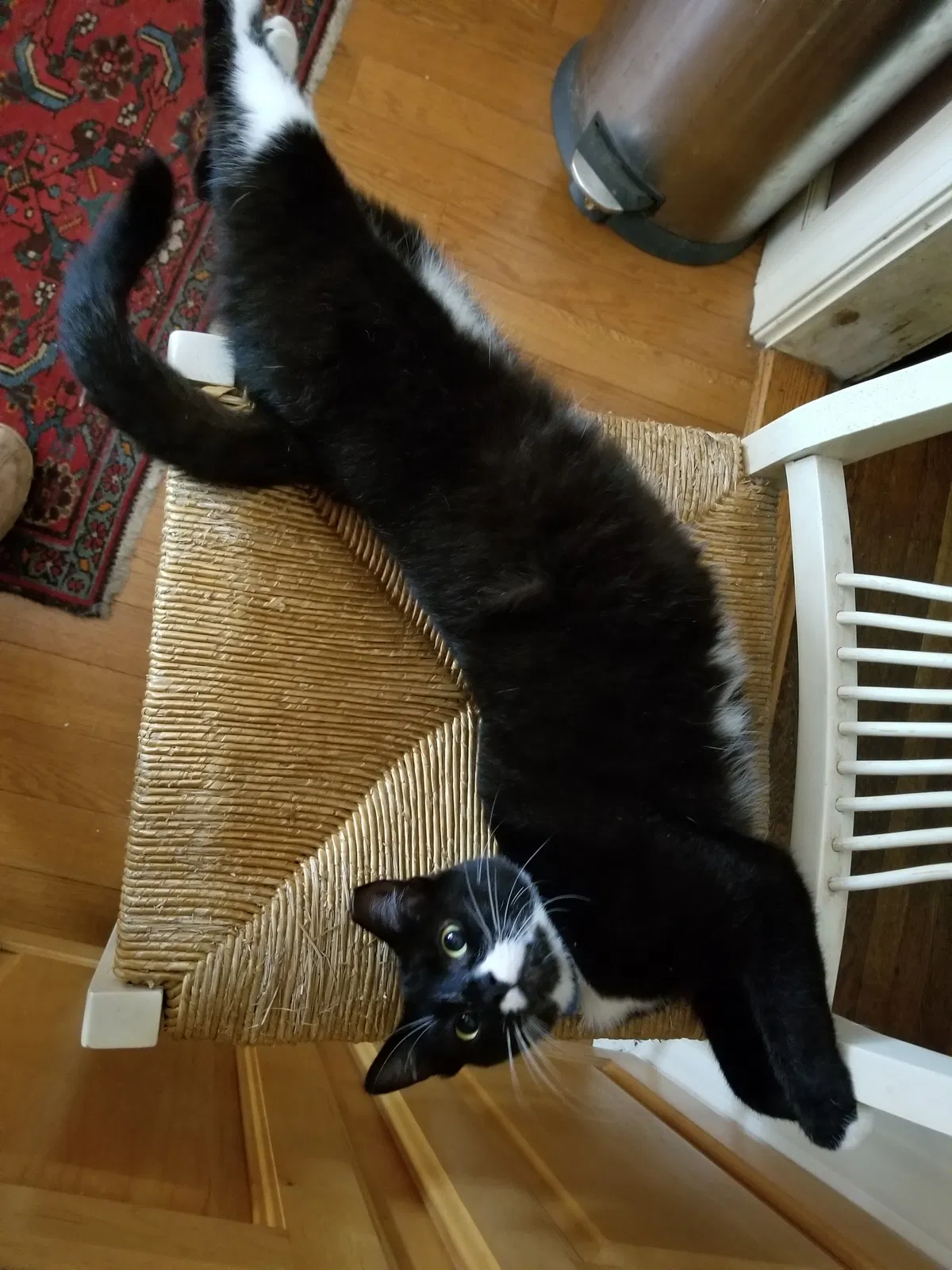 Lost cat in Plainfield, NJ, 7062