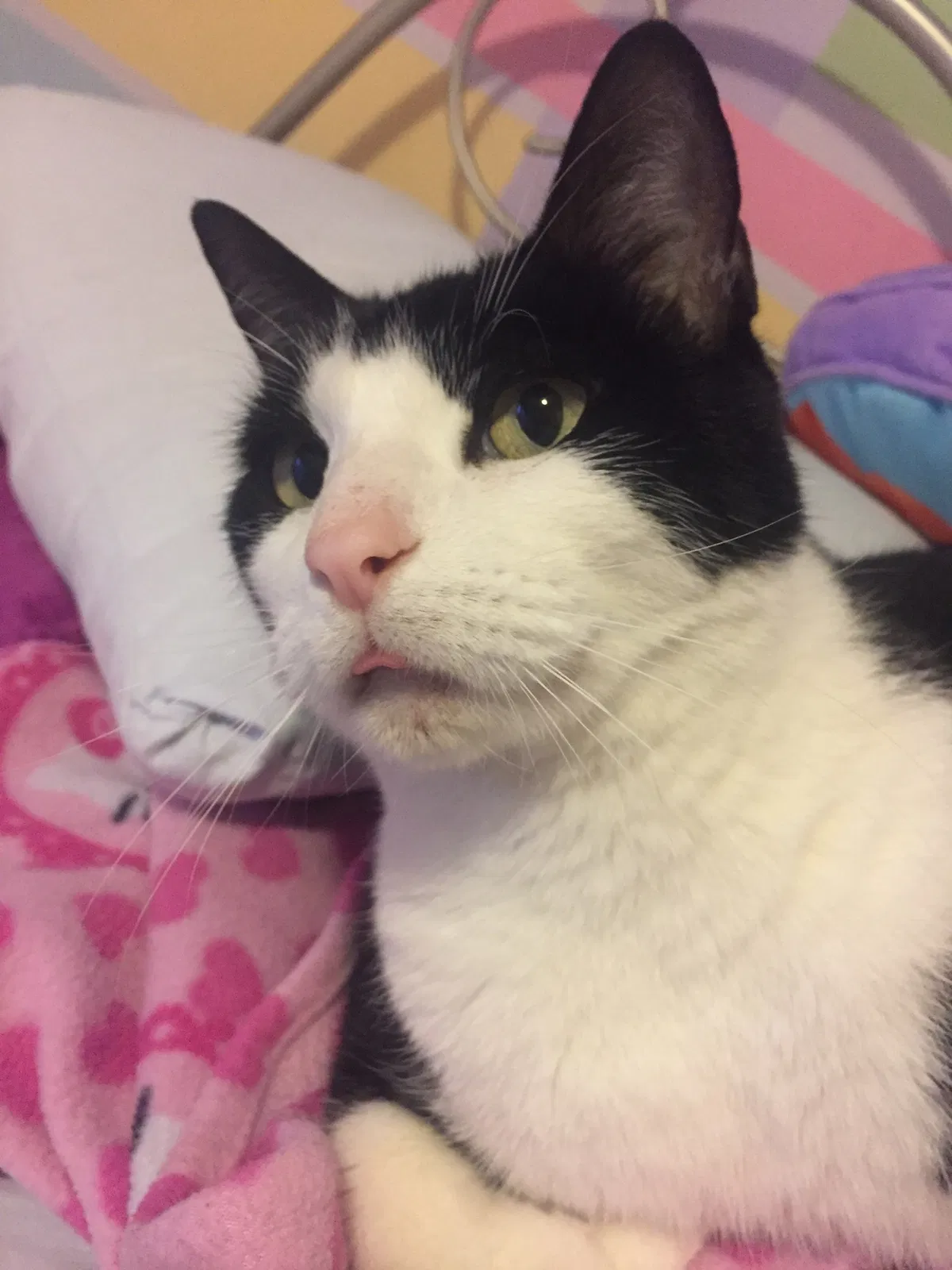 Lost cat in Freehold, NJ, 7728