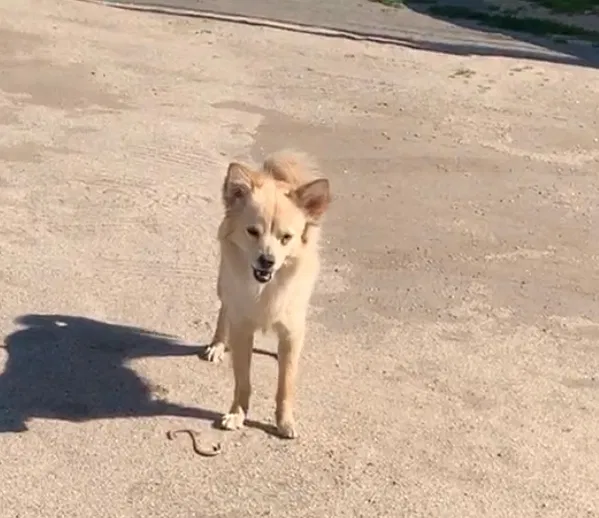 Lost dog in San Bernardino, CA, 92407