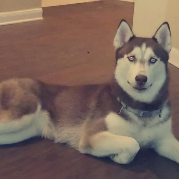 Lost dog in Fort Worth, TX, 76133