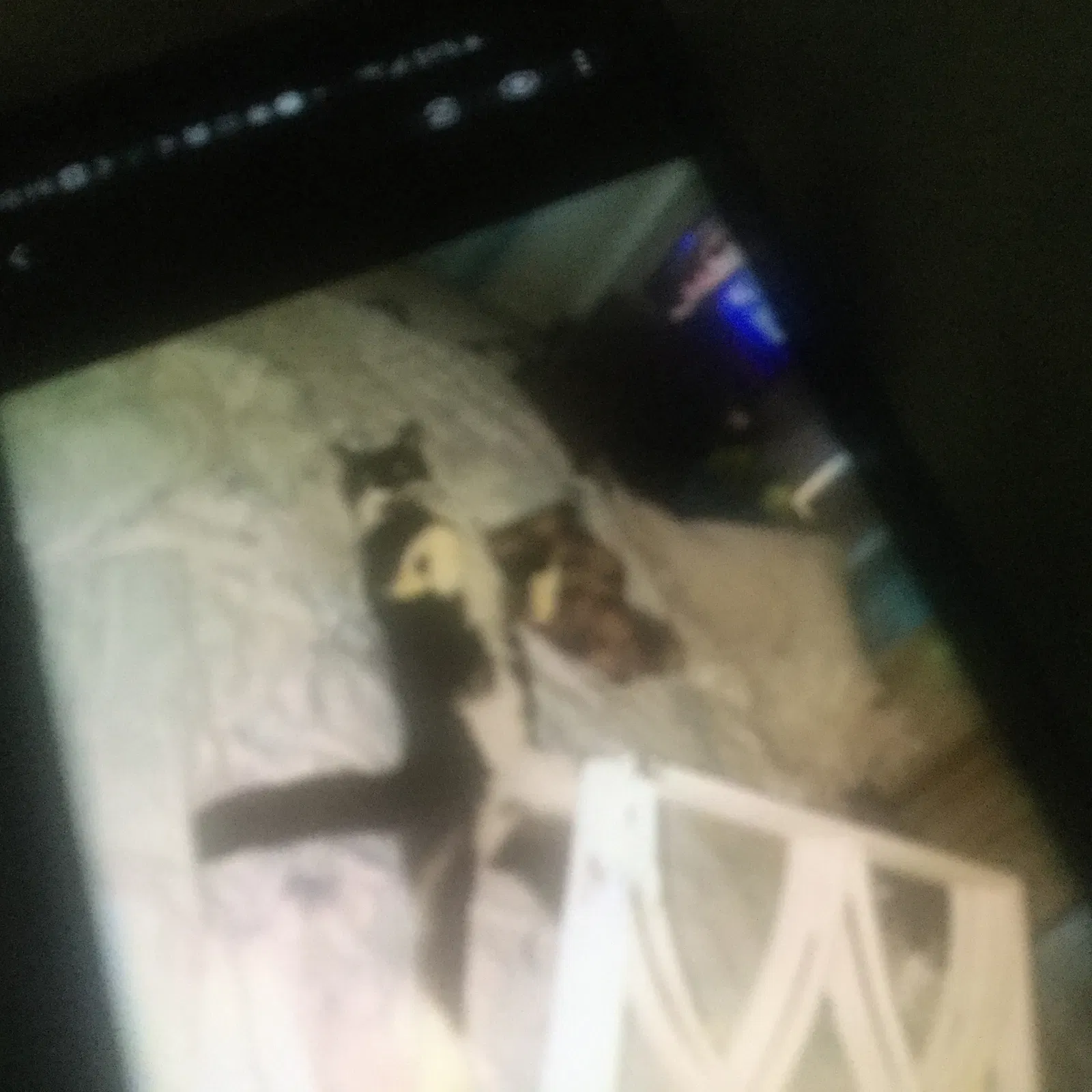 Lost cat in Mililani, HI, 96789