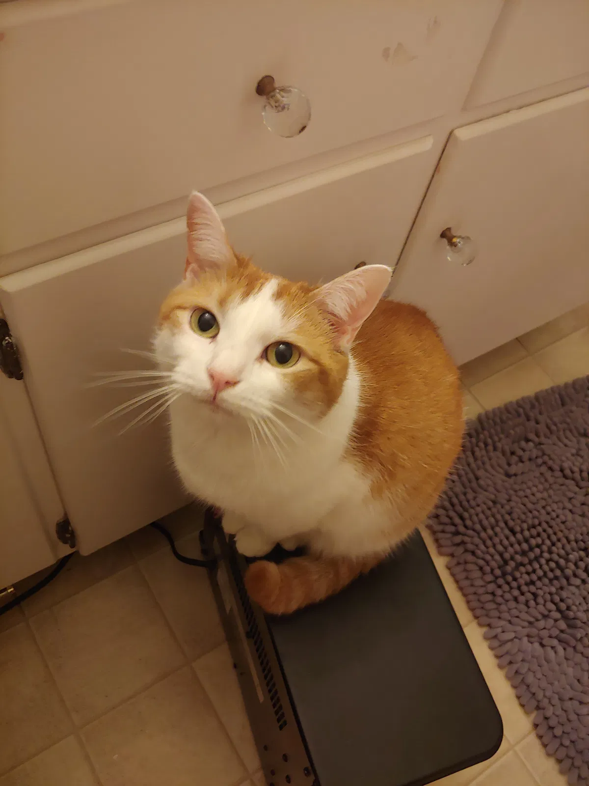 Lost cat in Oak Ridge, TN, 37830