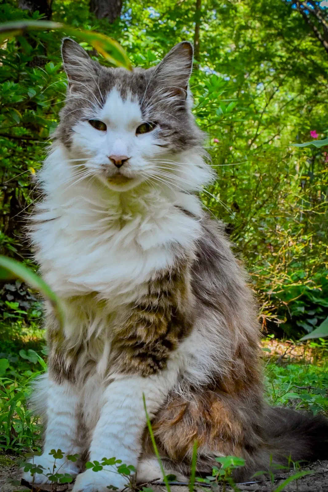 Lost cat in Midlothian, VA, 23112