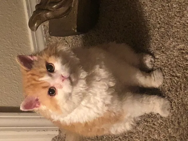 Lost cat in Atascadero, CA, 93422