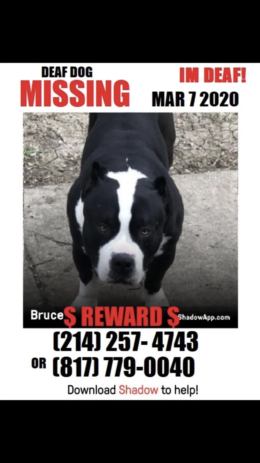 Lost dog in Fort Worth, TX, 76104