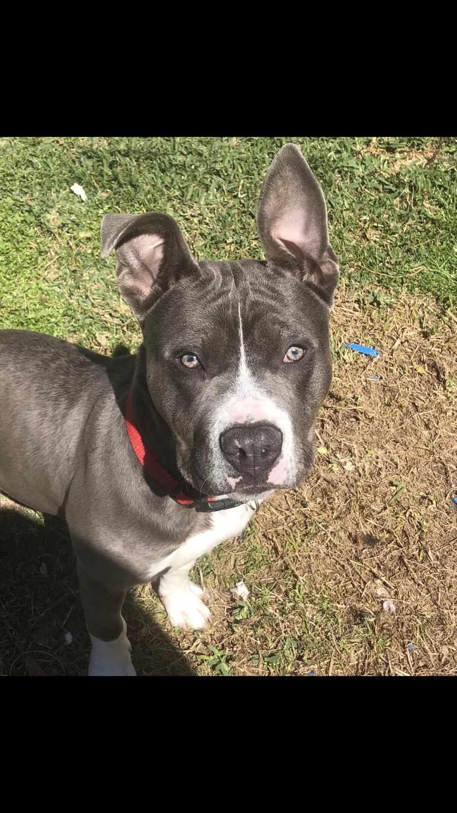 Lost dog in Katy, TX, 77449