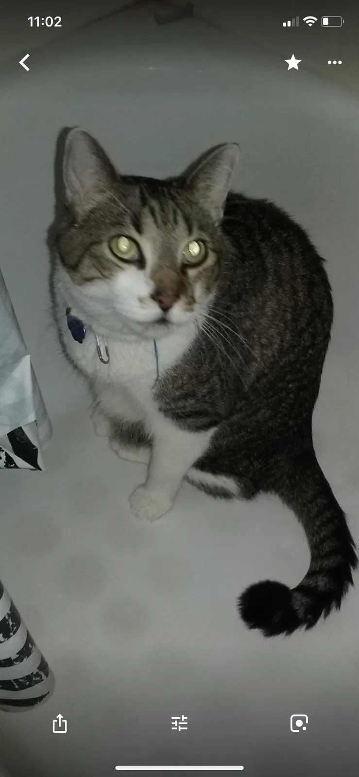 Lost cat in Katy, TX, 77449