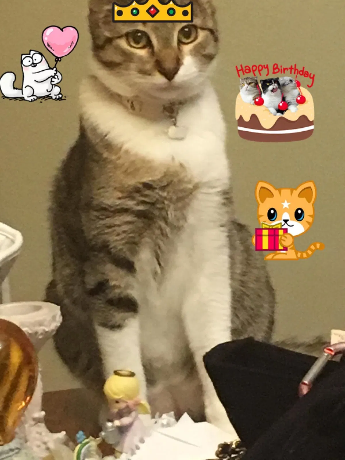 Lost cat in Katy, TX, 77449