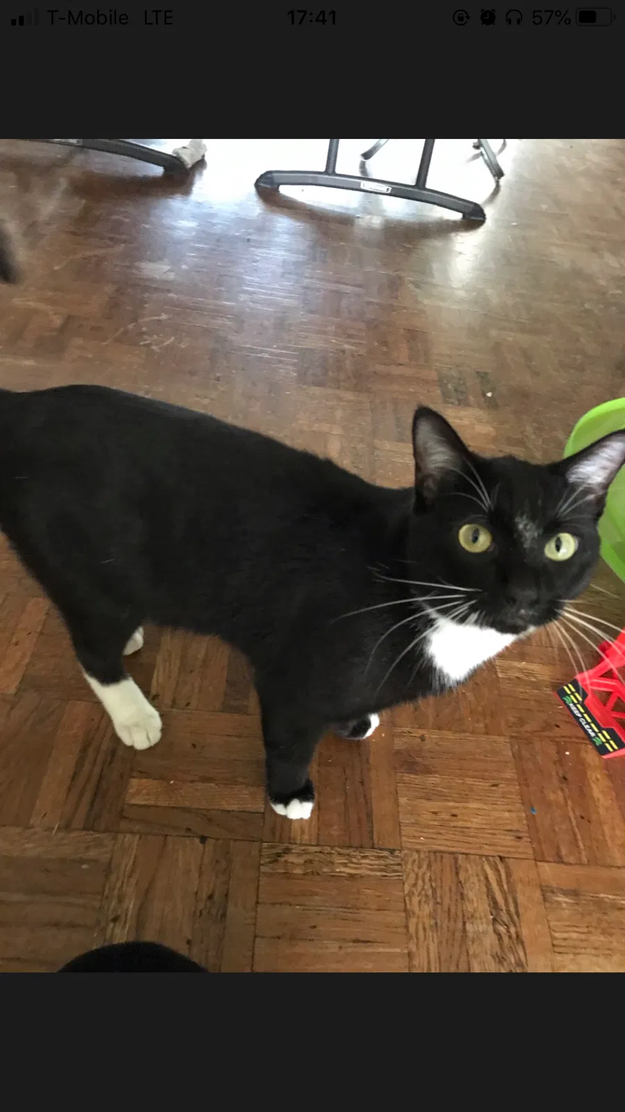 Lost cat in Phoenix, AZ, 85021