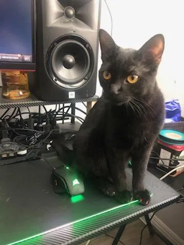Lost cat in San Diego, CA, 92116