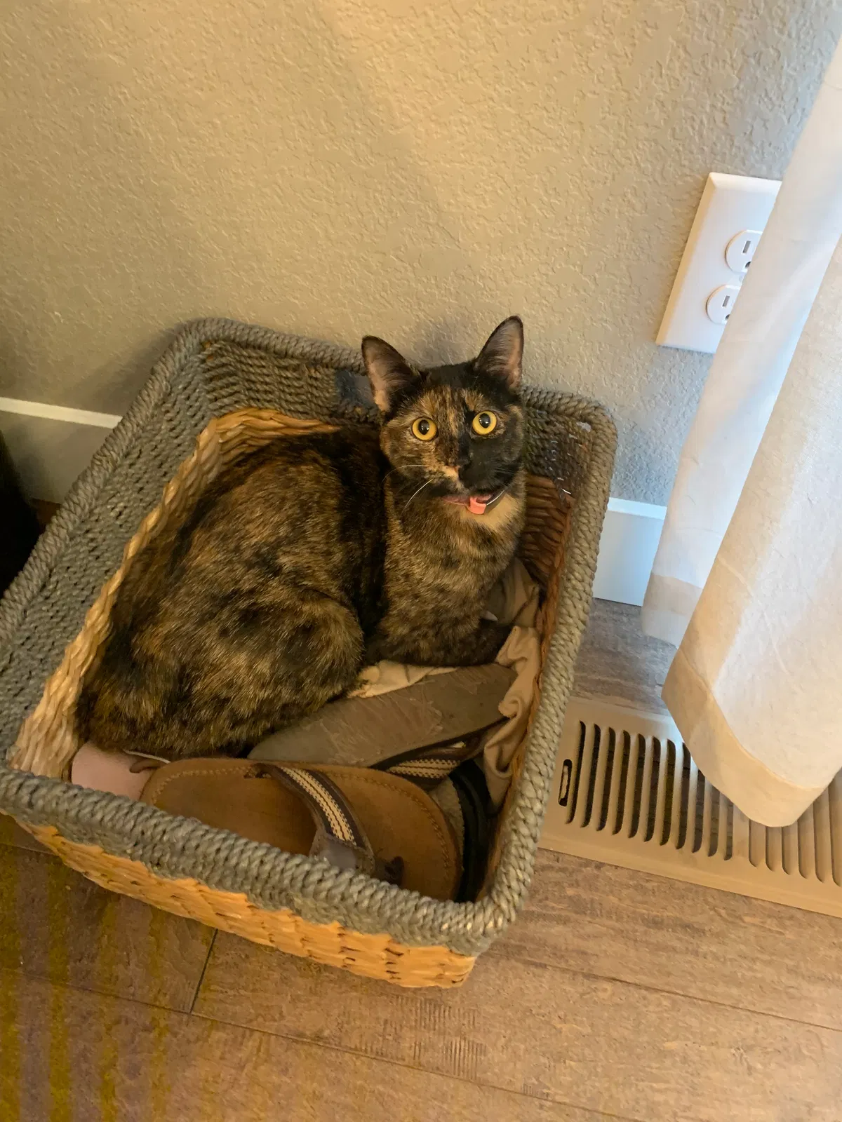 Lost cat in Denver, CO, 80238