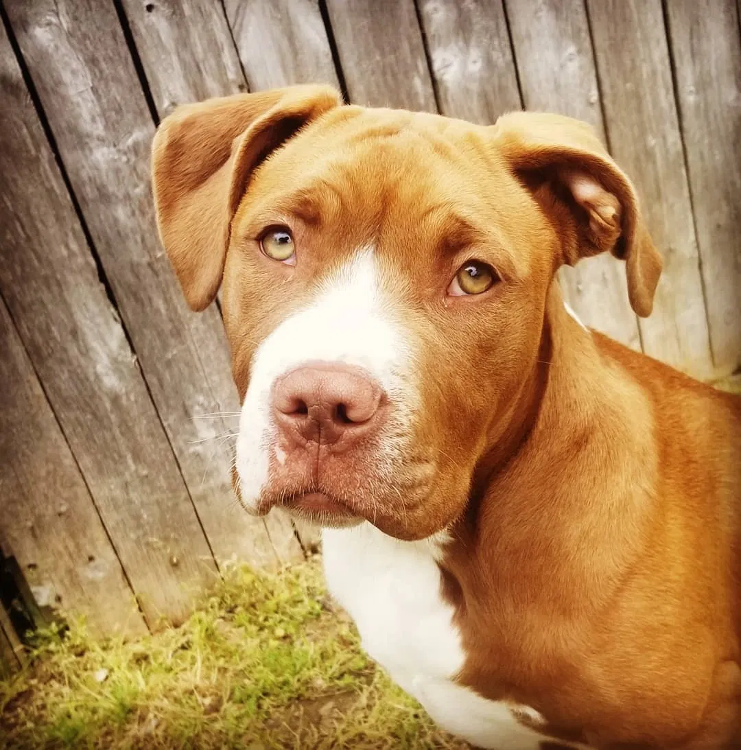Lost dog in Bristol, PA, 19007