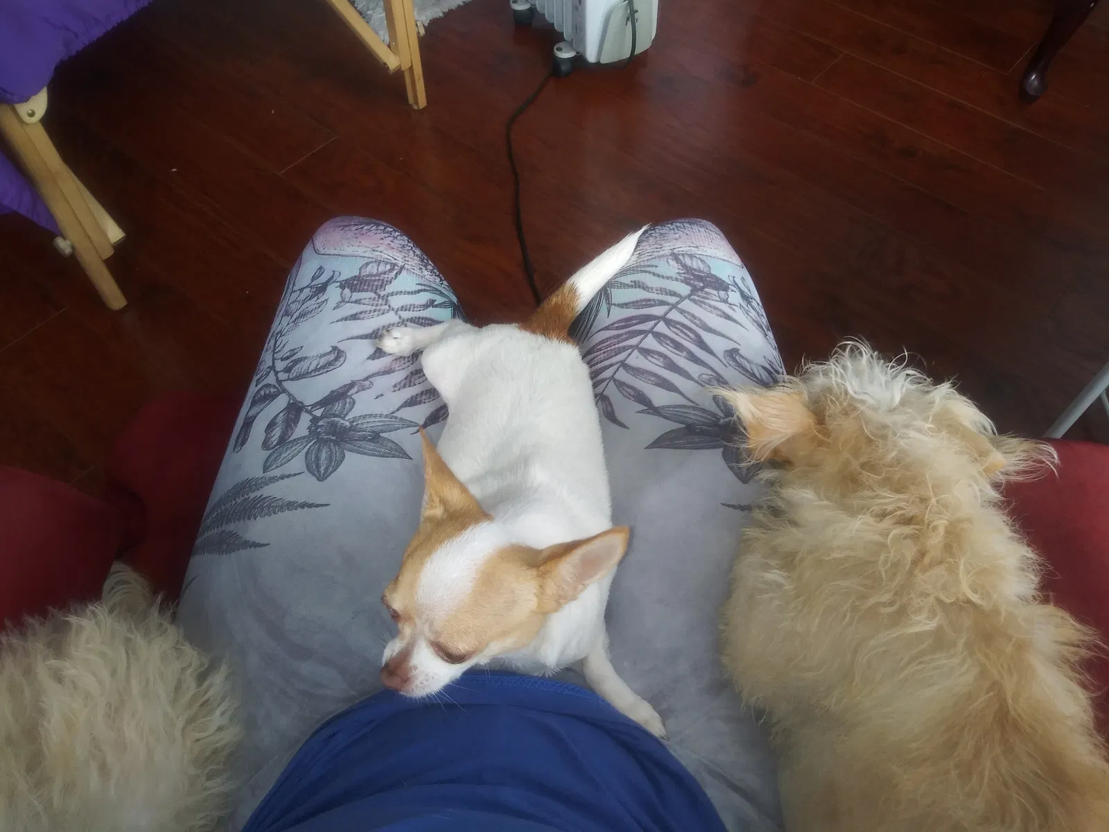 Lost dog in Oakland, CA, 94607