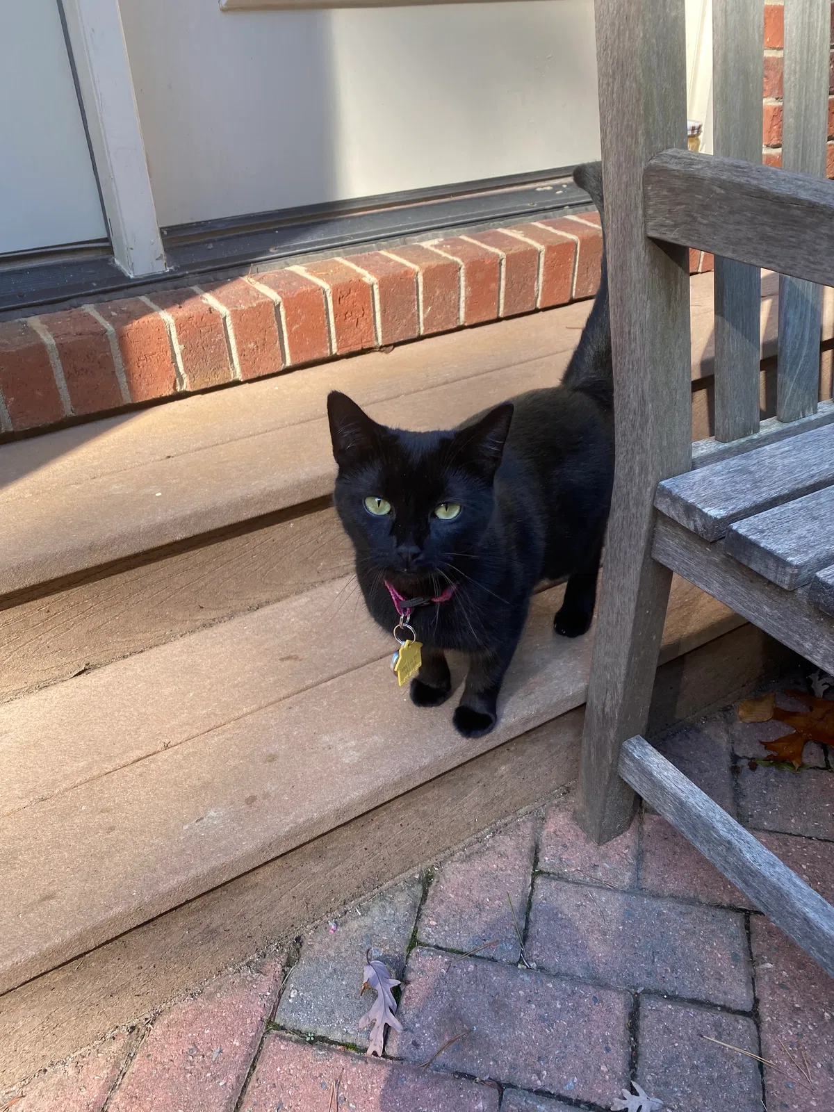 Lost cat in Davidson, NC, 28036