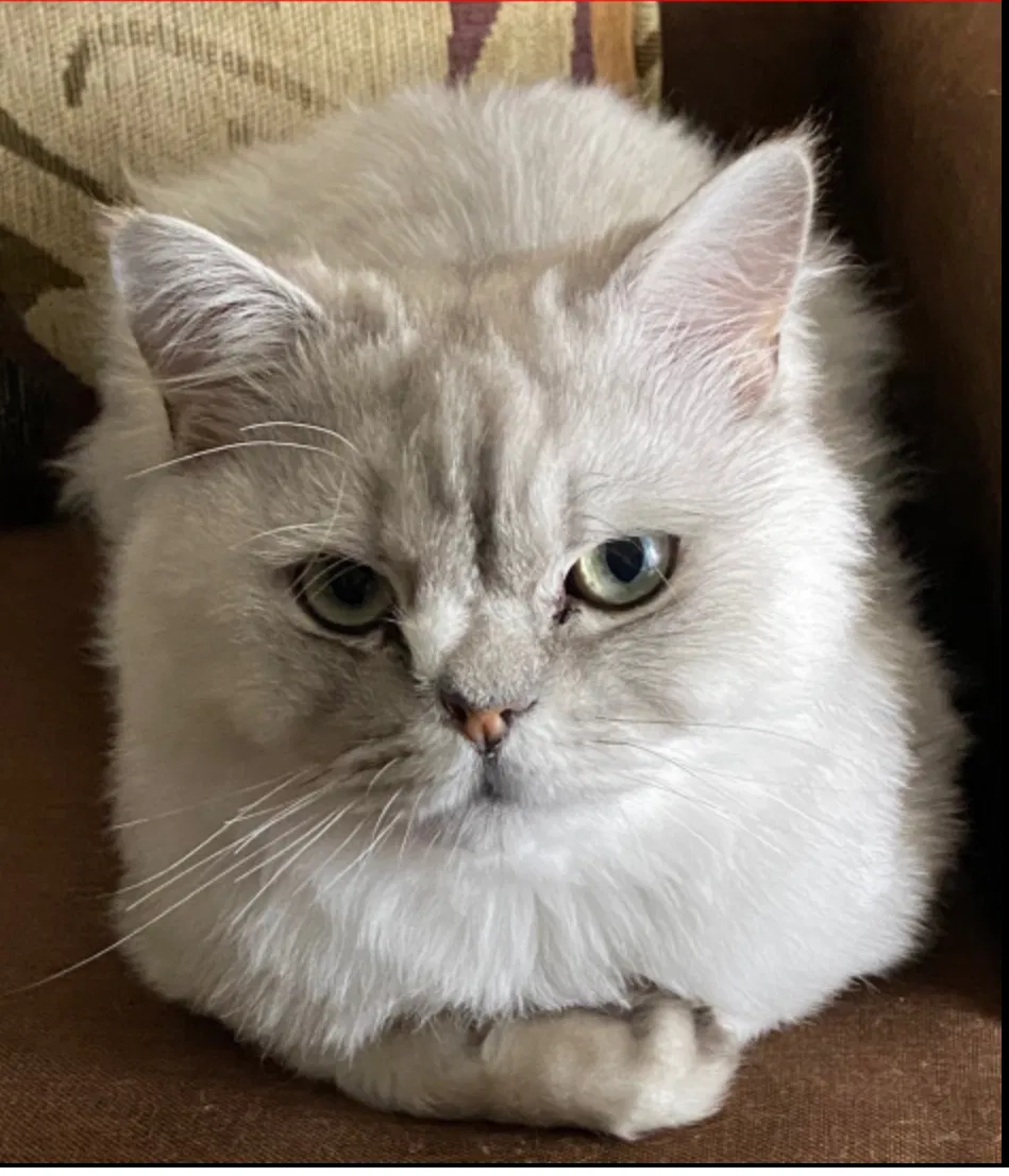 Lost cat in Alexandria, VA, 22304