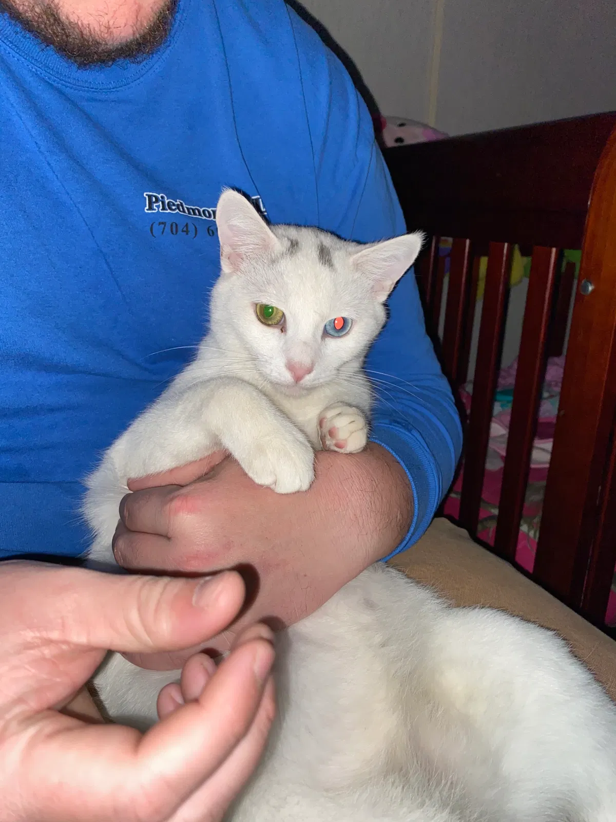 Lost cat in Shelby, NC, 28150