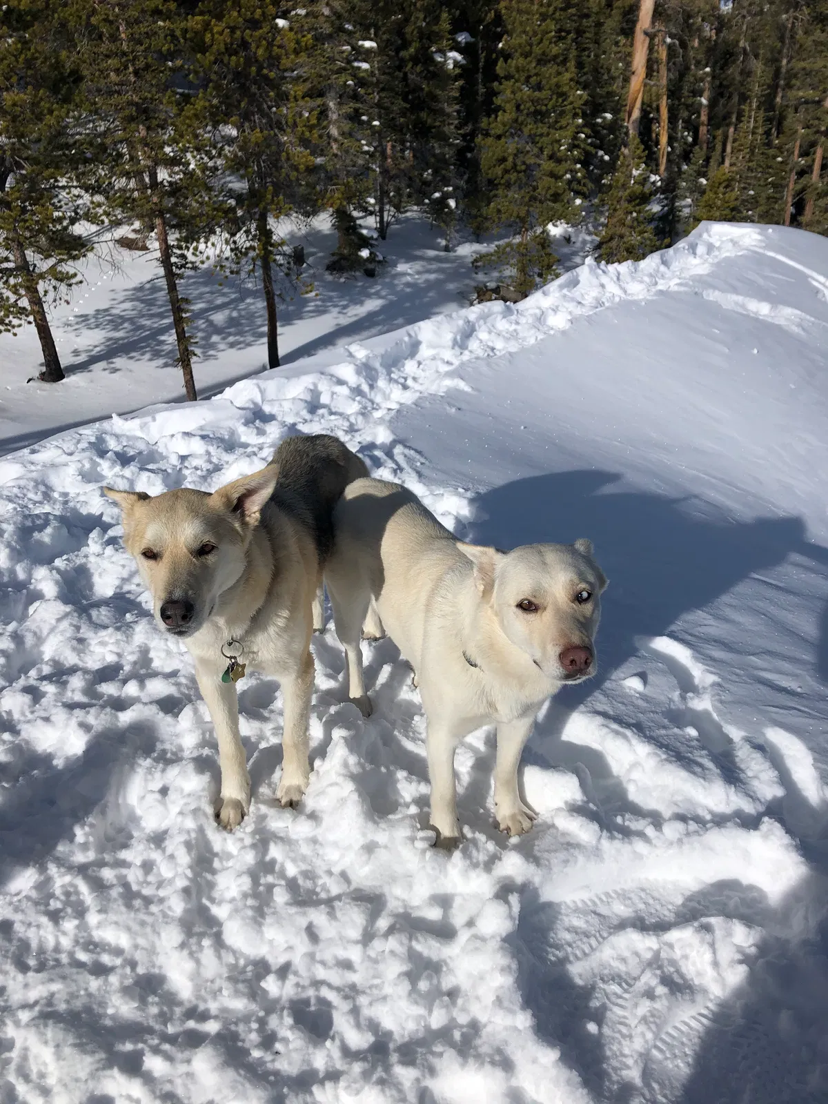 Lost dog in Breckenridge, CO, 80424