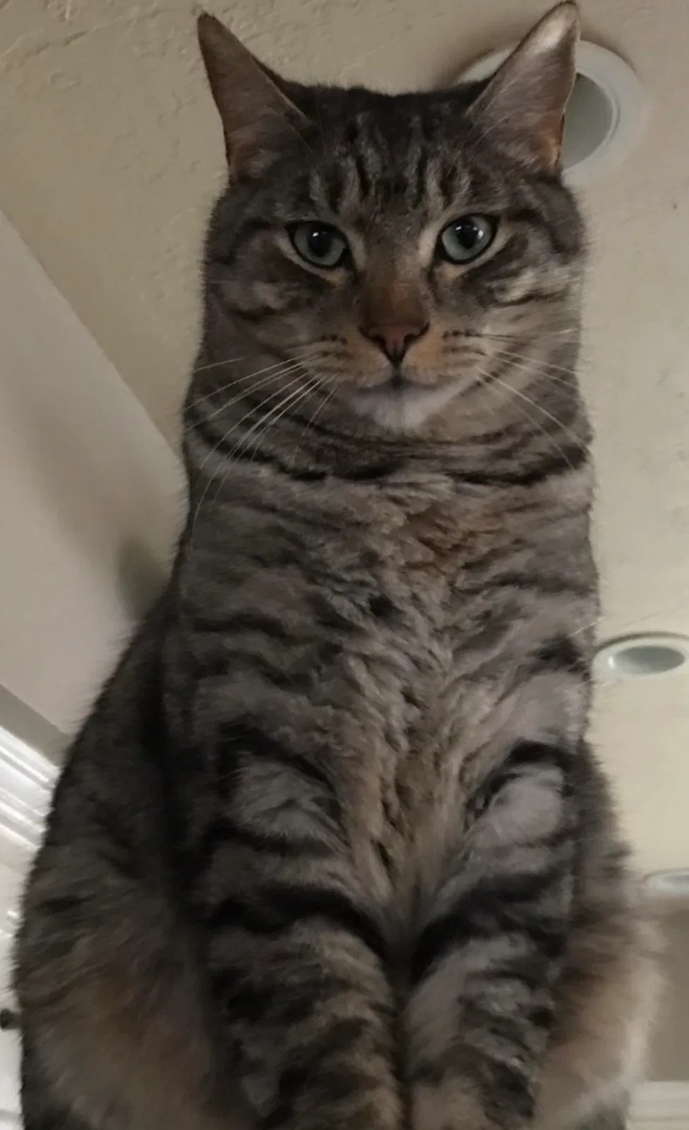 Lost cat in Clovis, CA, 93611
