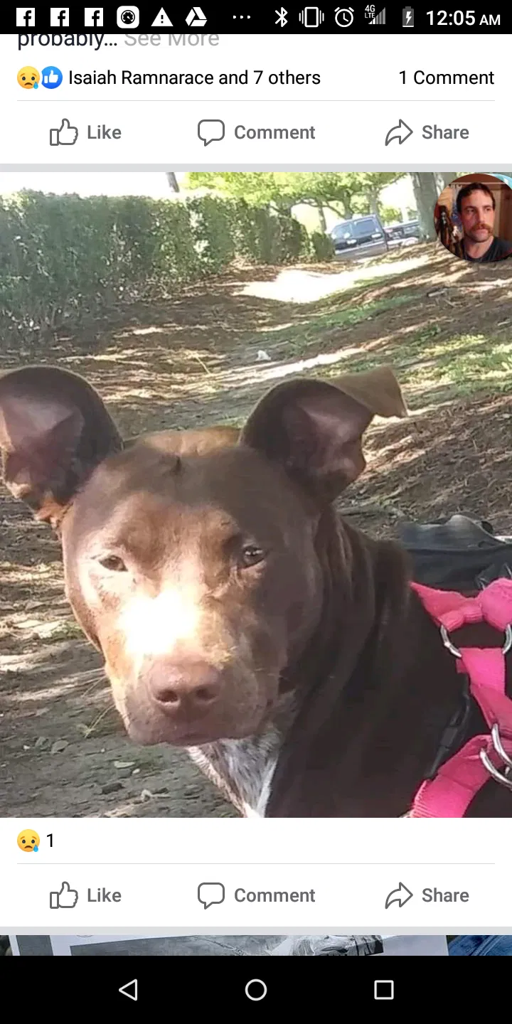 Lost dog in New Orleans, LA, 70115