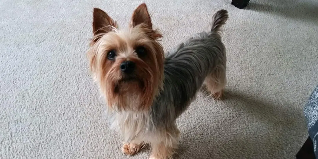 Lost dog in Kent, WA, 98042