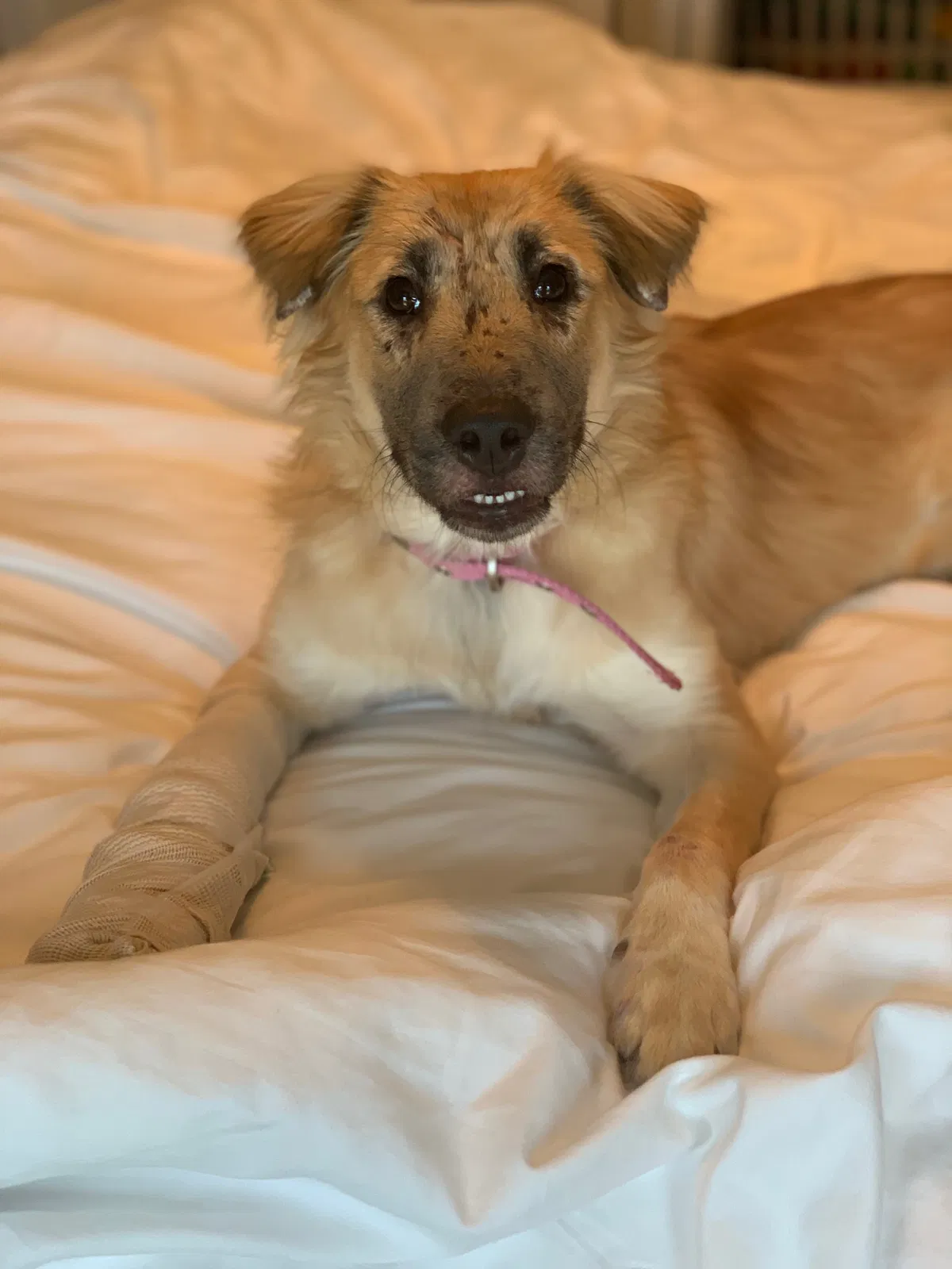Lost dog in Deland, FL, 32724
