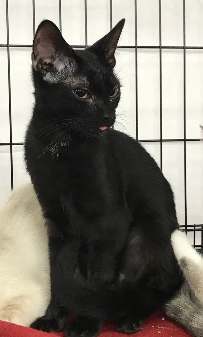 Lost cat in Pensacola, FL, 32534