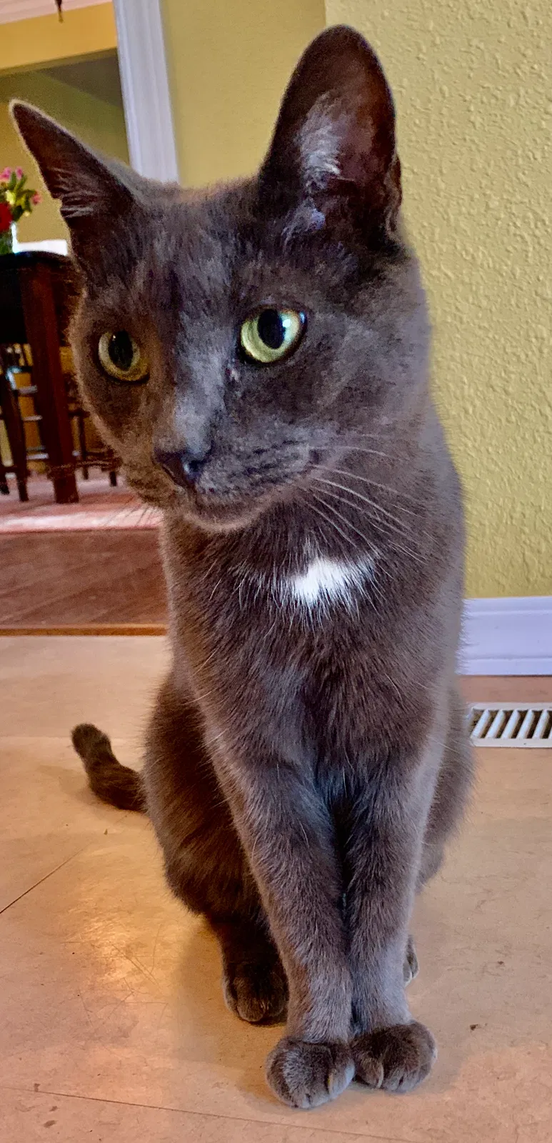 Lost cat in Seattle, WA, 98107