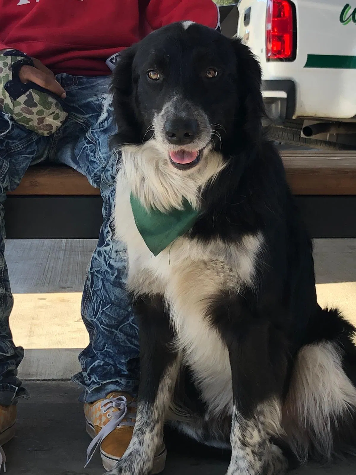 Lost dog in Hayward, CA, 94540