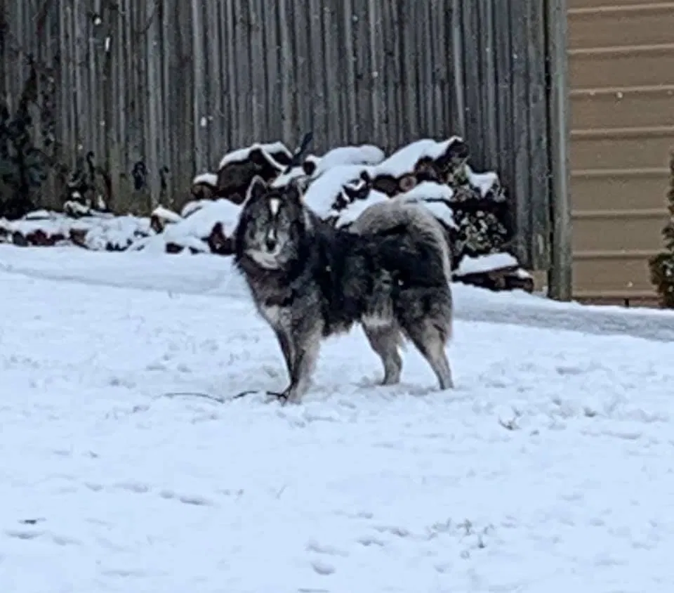 Lost dog in Hendersonville, NC, 28792