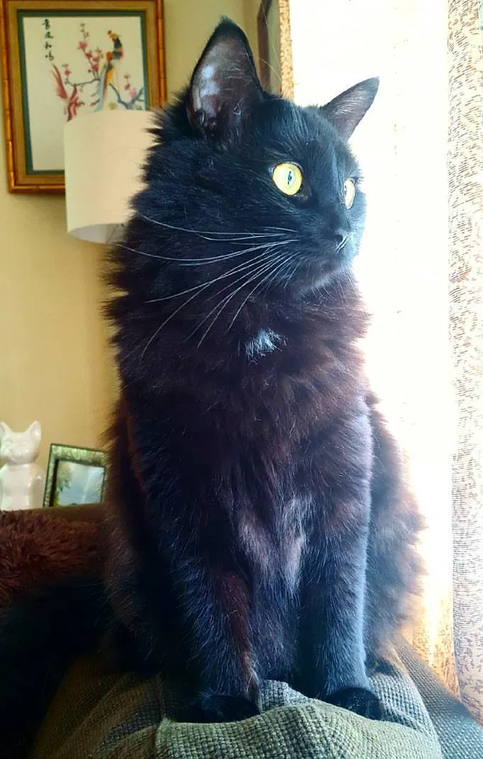Lost cat in Black Mountain, NC, 28711