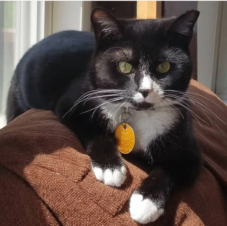 Lost cat in Spring Grove, PA, 17362