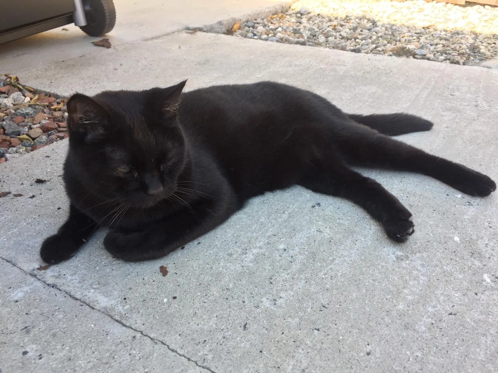 Lost cat in Anaheim, CA, 92801