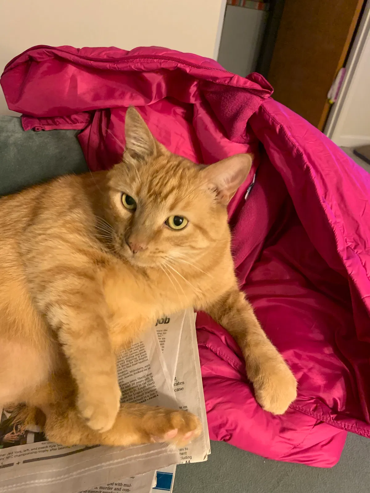 Lost cat in Pleasant Hill, CA, 94523