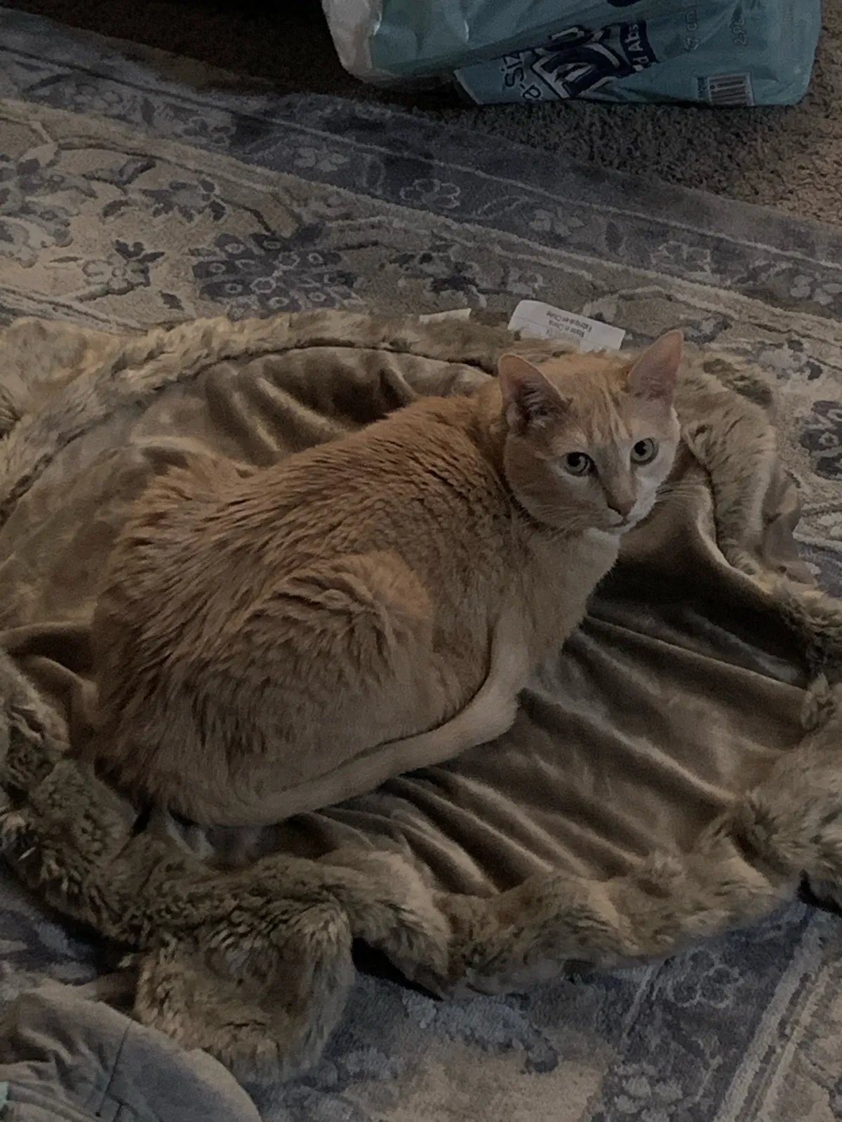 Lost cat in West Orange, NJ, 7052