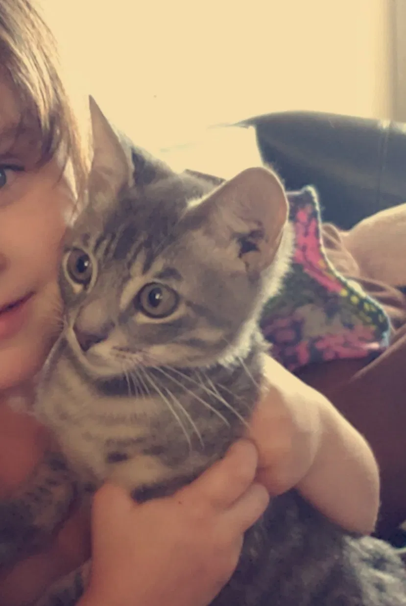 Lost cat in Pensacola, FL, 32507