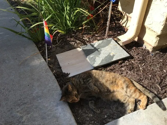 Lost cat in Morro Bay, CA, 93442