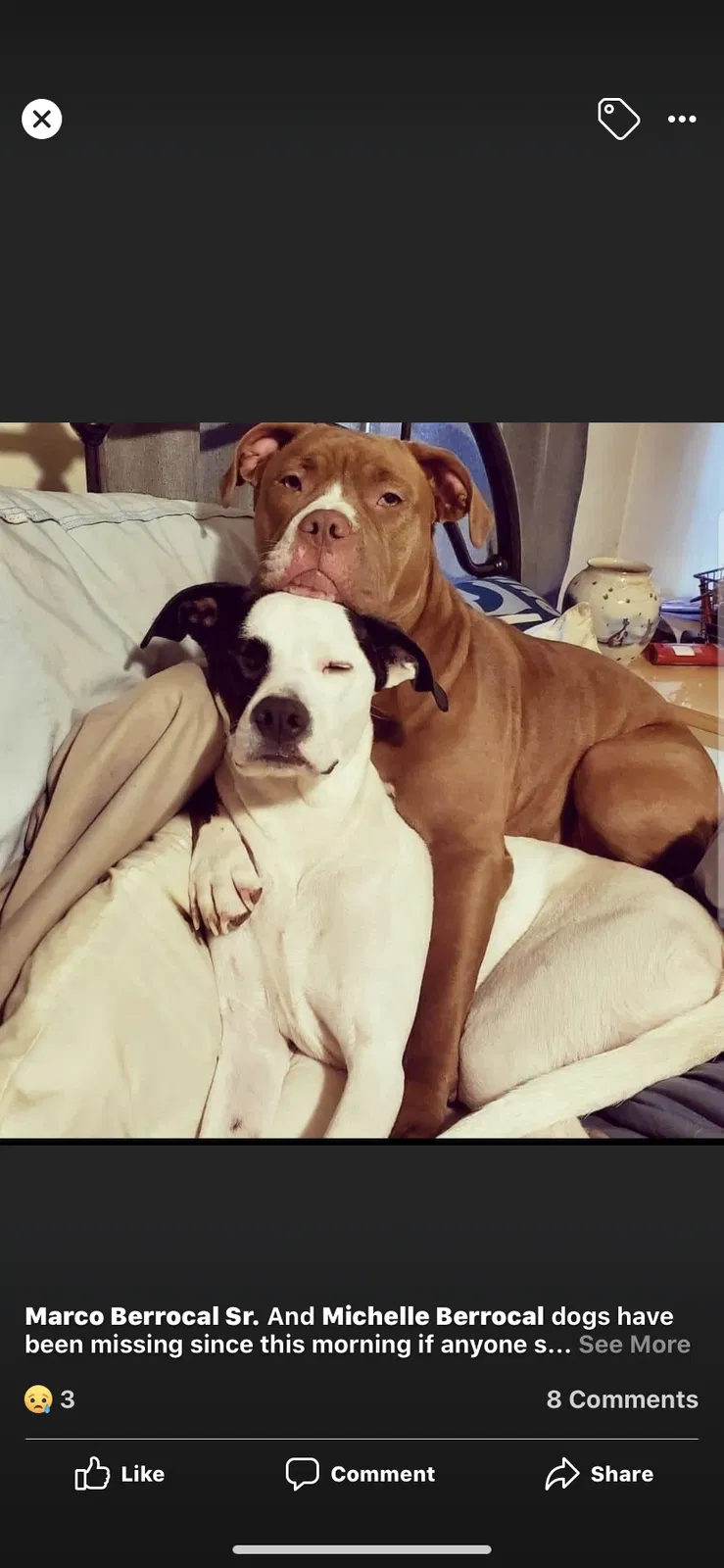 Lost dog in Bristol, PA, 19007