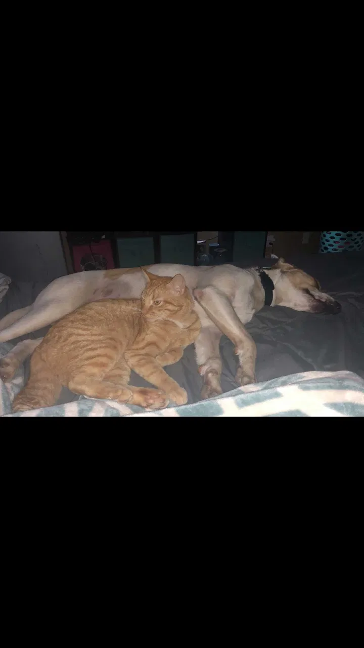 Lost cat in Navarre, FL, 35266