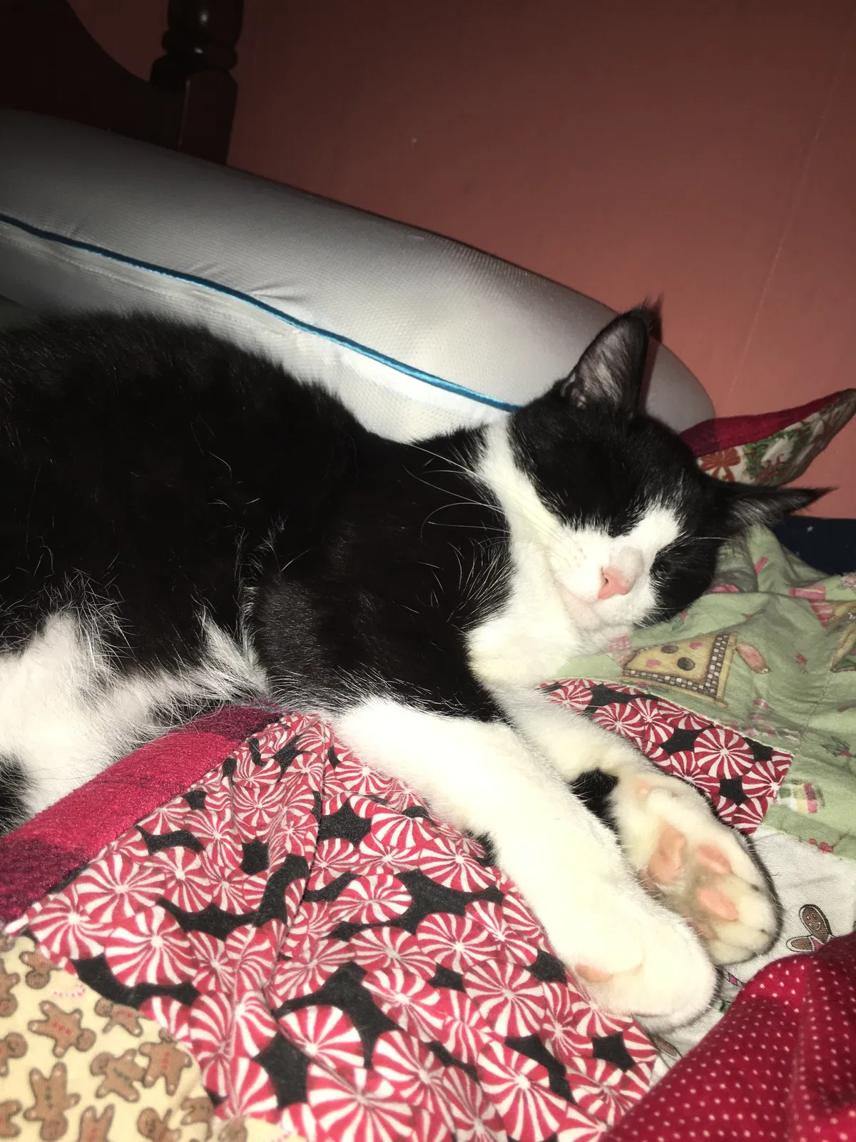 Lost cat in Nassau, NY, 12123