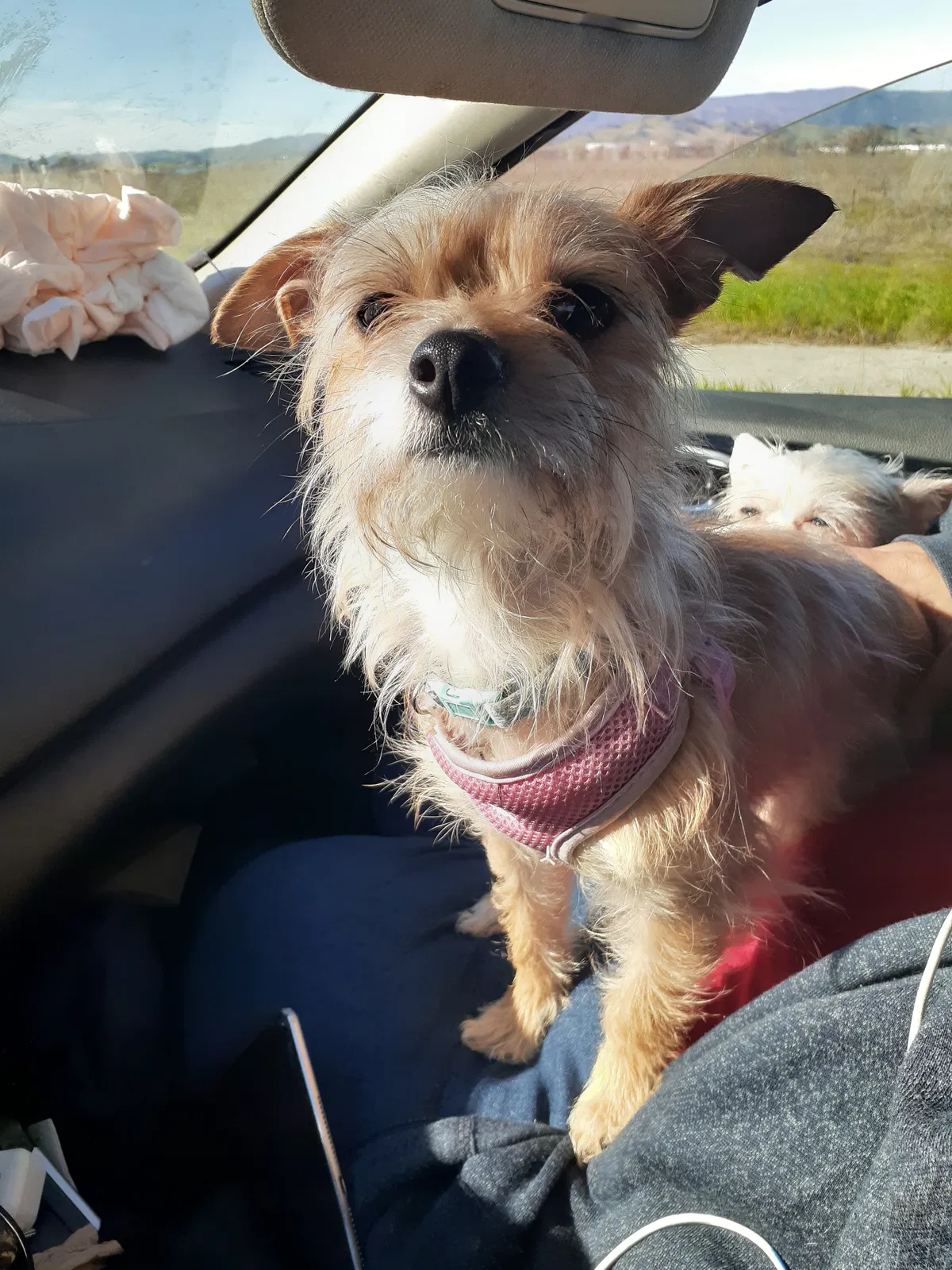 Lost dog in Fairfield, CA, 94533