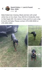 Lost dog in Hindsville, AR, 72738