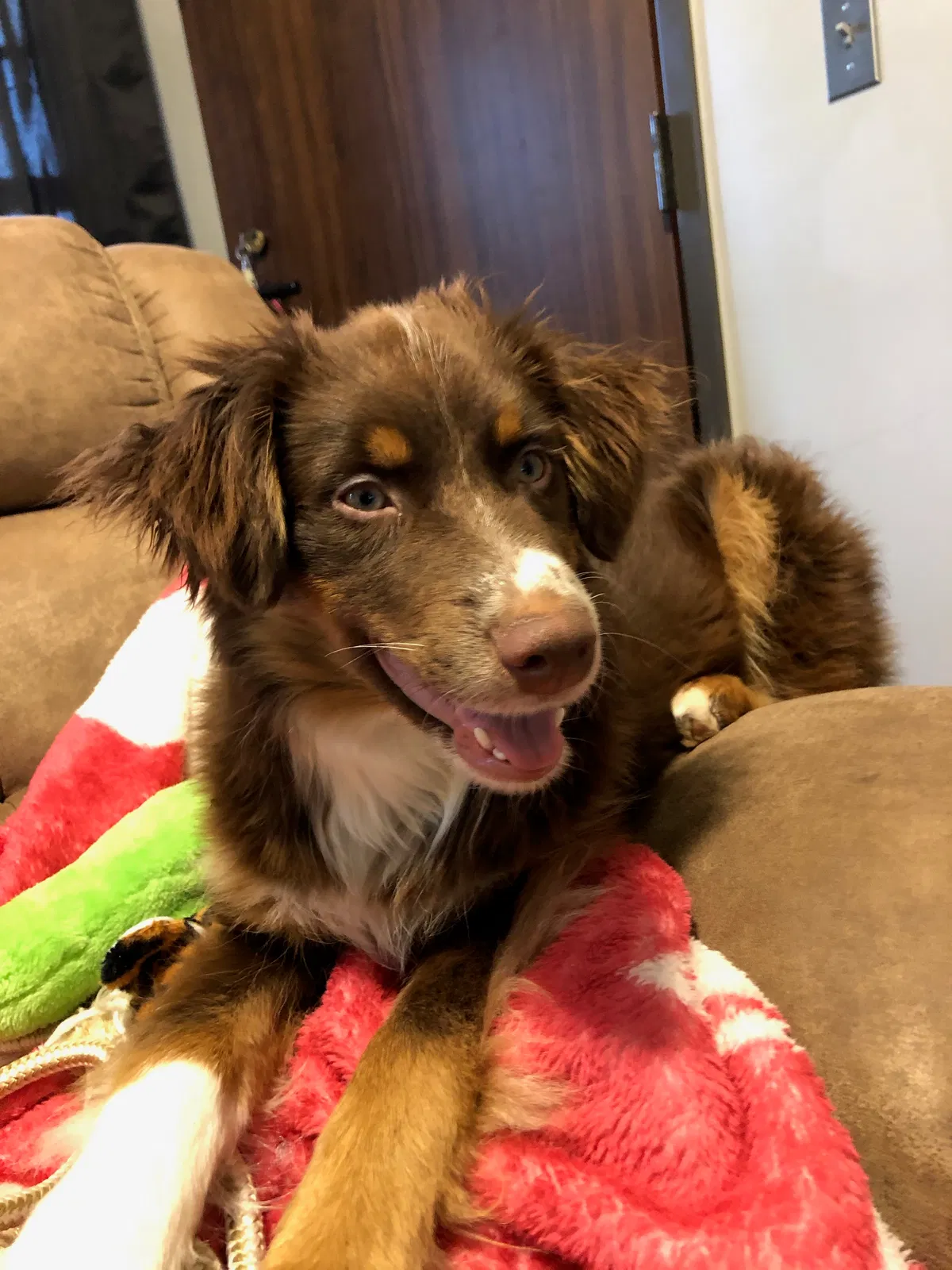 Lost dog in Norman, OK, 73072